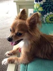 Lost Female Dog last seen Near Nell st Fort Worth tx 76119, Fort Worth, TX 76119