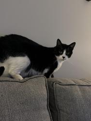 Reunited Male Cat last seen Green St and Victor St, Champaign , Champaign, IL 61821