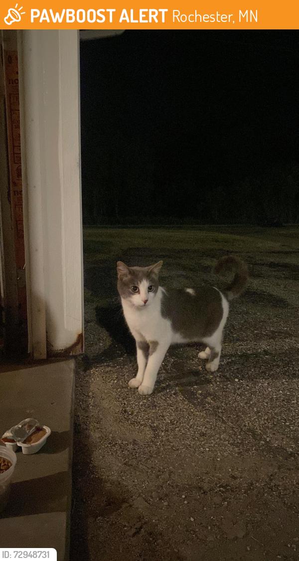 Found/Stray Unknown Cat last seen 11th Ave & 20th St. SE, Rochester, MN 55904