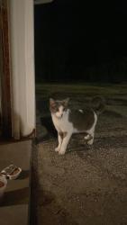 Found/Stray Unknown Cat last seen 11th Ave & 20th St. SE, Rochester, MN 55904