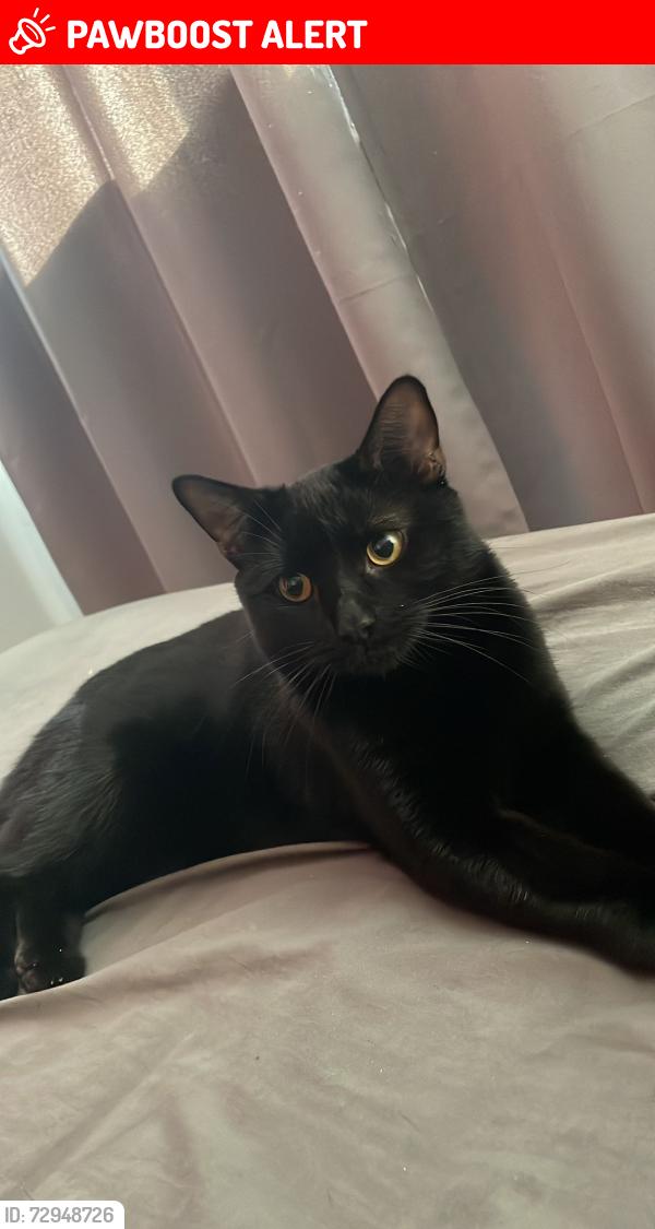 Lost Female Cat last seen Withington, Withington, England M20