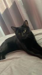 Lost Female Cat last seen Withington, Withington, England M20