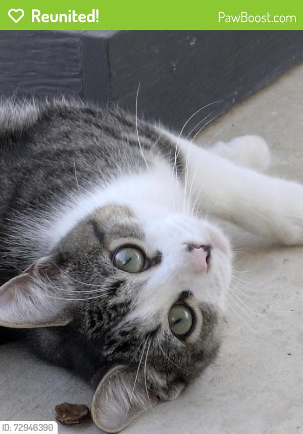 Reunited Male Cat last seen Madison heights, San Antonio, TX 78247