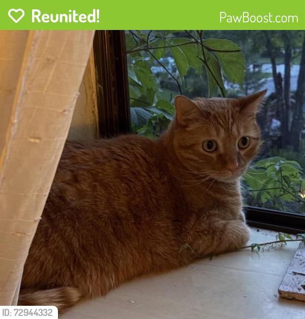 Reunited Male Cat last seen Yaupon Pl and Valley Oak Dr off Boyd Lake Ave., Loveland, CO 80538