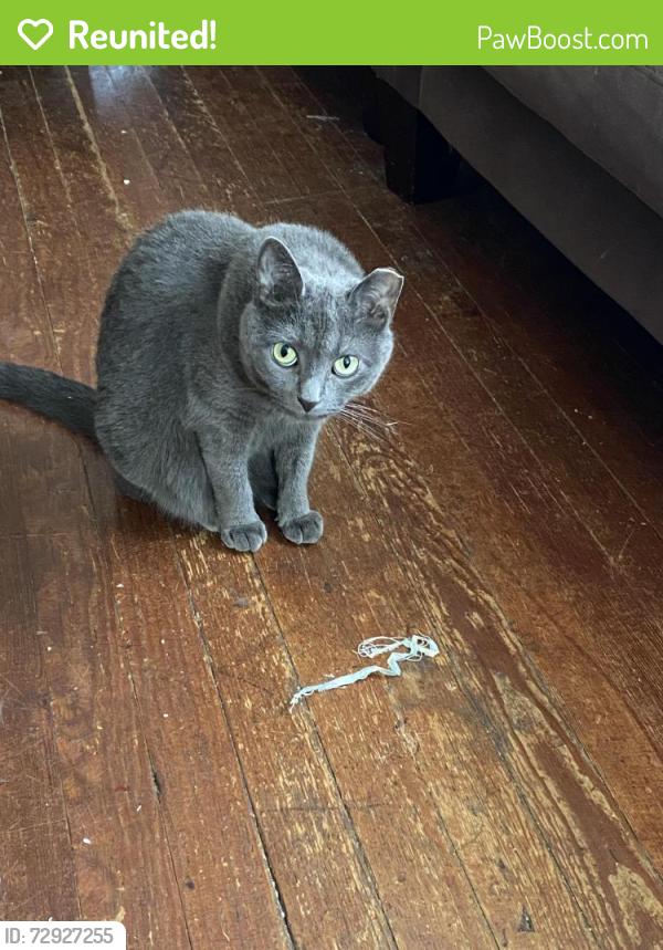 Reunited Female Cat last seen Corner of Newbridge Rd and Roxboro Ct, East Meadow, NY 11554