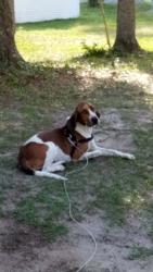 Lost Male Dog last seen 48th ave N. On little river rd in Myrtle beach, Myrtle Beach, SC 29577
