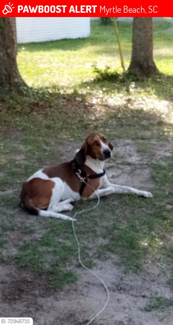 Lost Male Dog last seen 48th ave N. On little river rd in Myrtle beach, Myrtle Beach, SC 29577