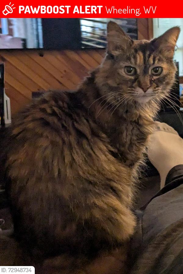 Lost Female Cat last seen GC&p Rd and Table Rock Ln, Wheeling, WV 26003