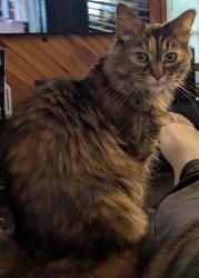 Lost Female Cat last seen GC&p Rd and Table Rock Ln, Wheeling, WV 26003