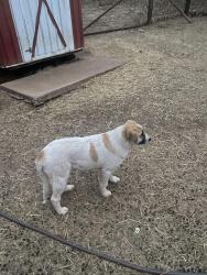 Reunited Female Dog last seen NE 12th and Bryant, Moore, OK 73160
