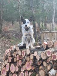 Lost Male Dog last seen Hwy 63 near bypass, Hardy, AR 72542