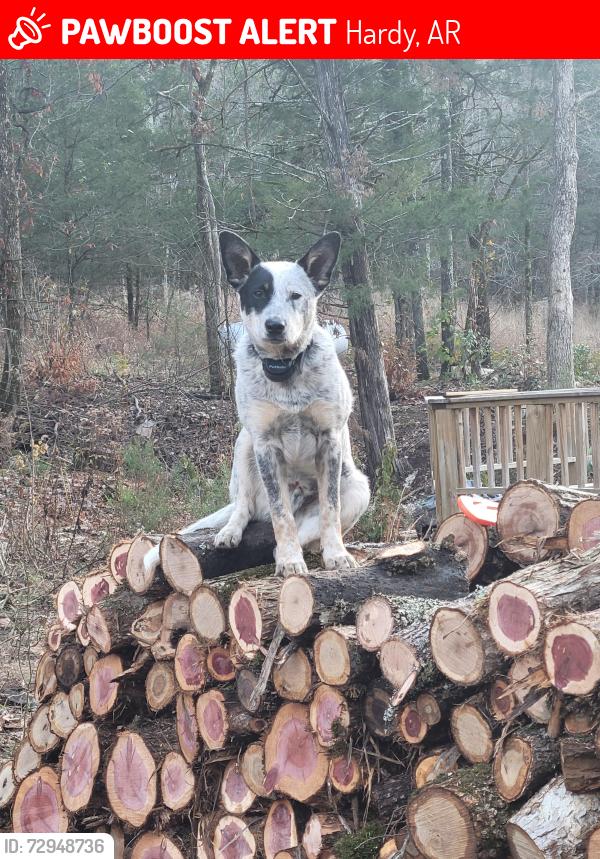 Lost Male Dog last seen Hwy 63 near bypass, Hardy, AR 72542