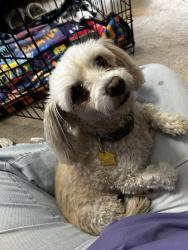 Reunited Female Dog last seen Black tern, El Paso, TX 79911