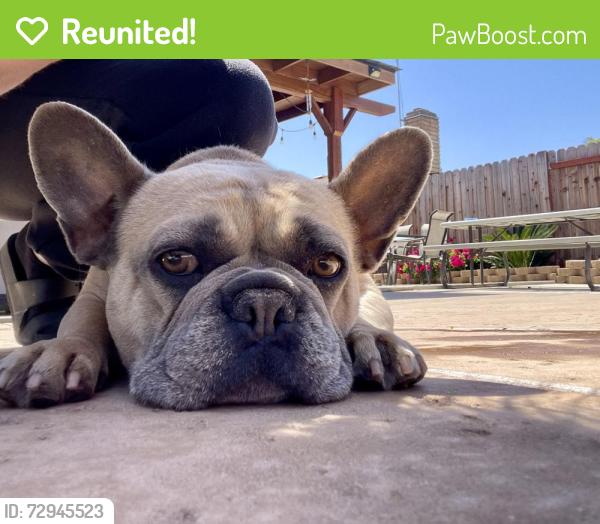 Reunited Female Dog last seen Tully and clevenger, Modesto, CA 95356