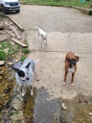 Lost Female Dog last seen Hwy 63 near bypass, Hardy, AR 72542