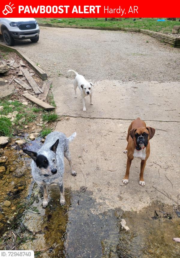 Lost Female Dog last seen Hwy 63 near bypass, Hardy, AR 72542