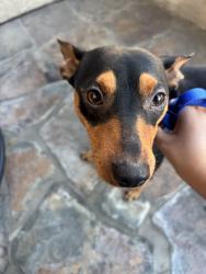 Found/Stray Male Dog last seen Lincoln , Anaheim, CA 92804