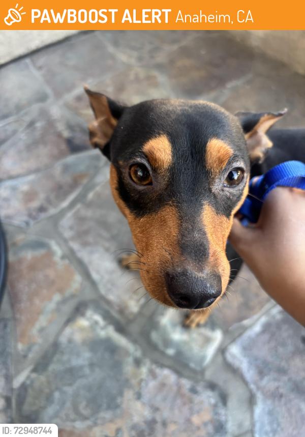 Found/Stray Male Dog last seen Lincoln , Anaheim, CA 92804