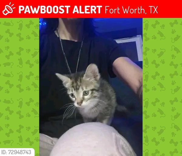 Lost Female Cat last seen Anywhere in Diamond Hill, Fort Worth, TX 76106
