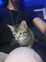 Lost Female Cat last seen Anywhere in Diamond Hill, Fort Worth, TX 76106