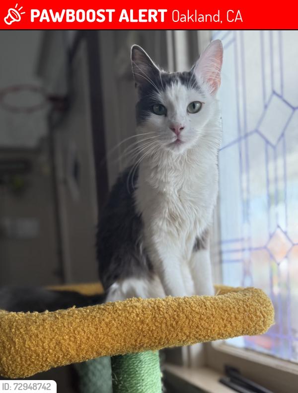 Lost Female Cat last seen Graffian St , Oakland, CA 94603