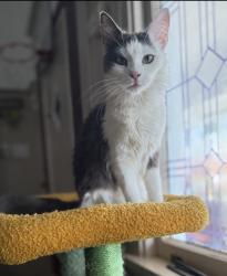 Lost Female Cat last seen Graffian St , Oakland, CA 94603