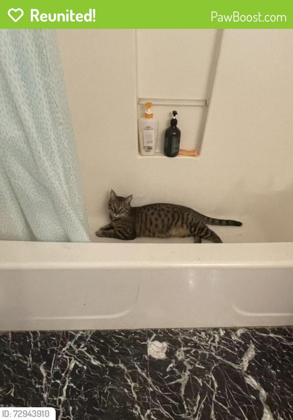 Reunited Male Cat last seen Near 23rd ave, Oakland, CA 94606