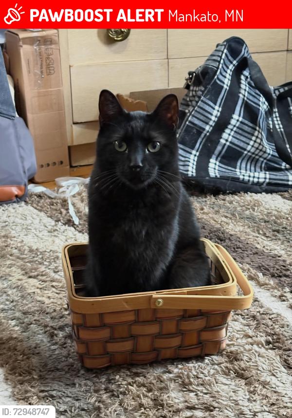 Lost Male Cat last seen Woodland Ave and Blue Earth Street, Mankato, MN 56001
