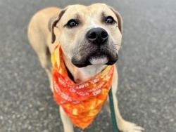 Shelter Stray Male Dog last seen CHARLOTTE, Charlotte, NC 28217