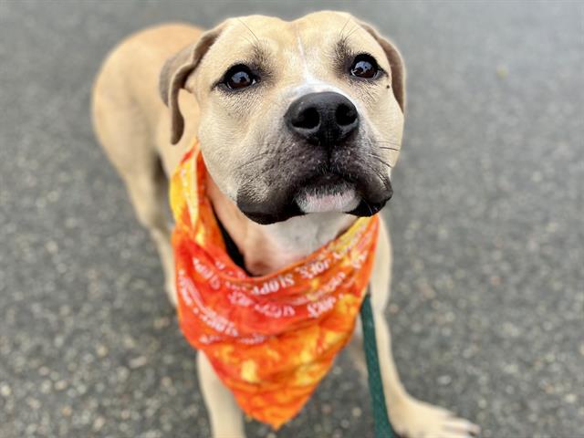 Shelter Stray Male Dog last seen CHARLOTTE, 8315 Byrum Dr, Charlotte, NC 28217, USA