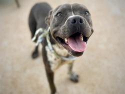 Shelter Stray Male Dog last seen CHARLOTTE, Charlotte, NC 28217