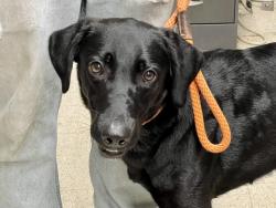 Shelter Stray Female Dog last seen ST CHARLES CO, St. Peters, MO 63376