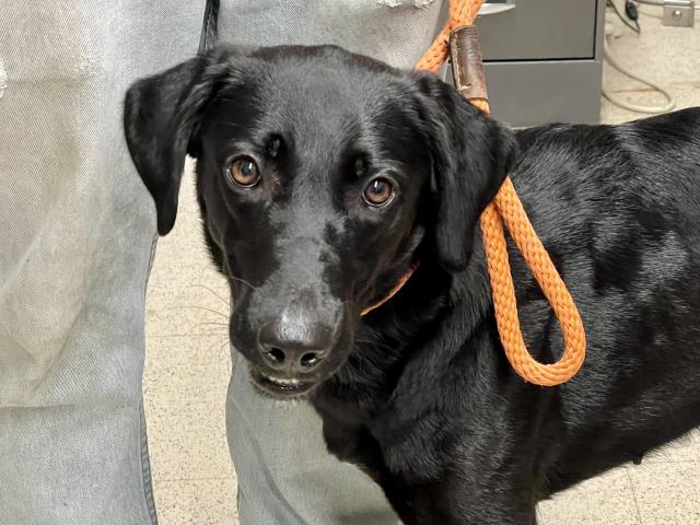 Shelter Stray Female Dog last seen ST CHARLES CO, St. Peters, MO 63376