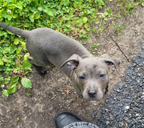 Shelter Stray Female Dog last seen CAPITOL DR X HUDSON RD,63136, Olivette, MO 63132