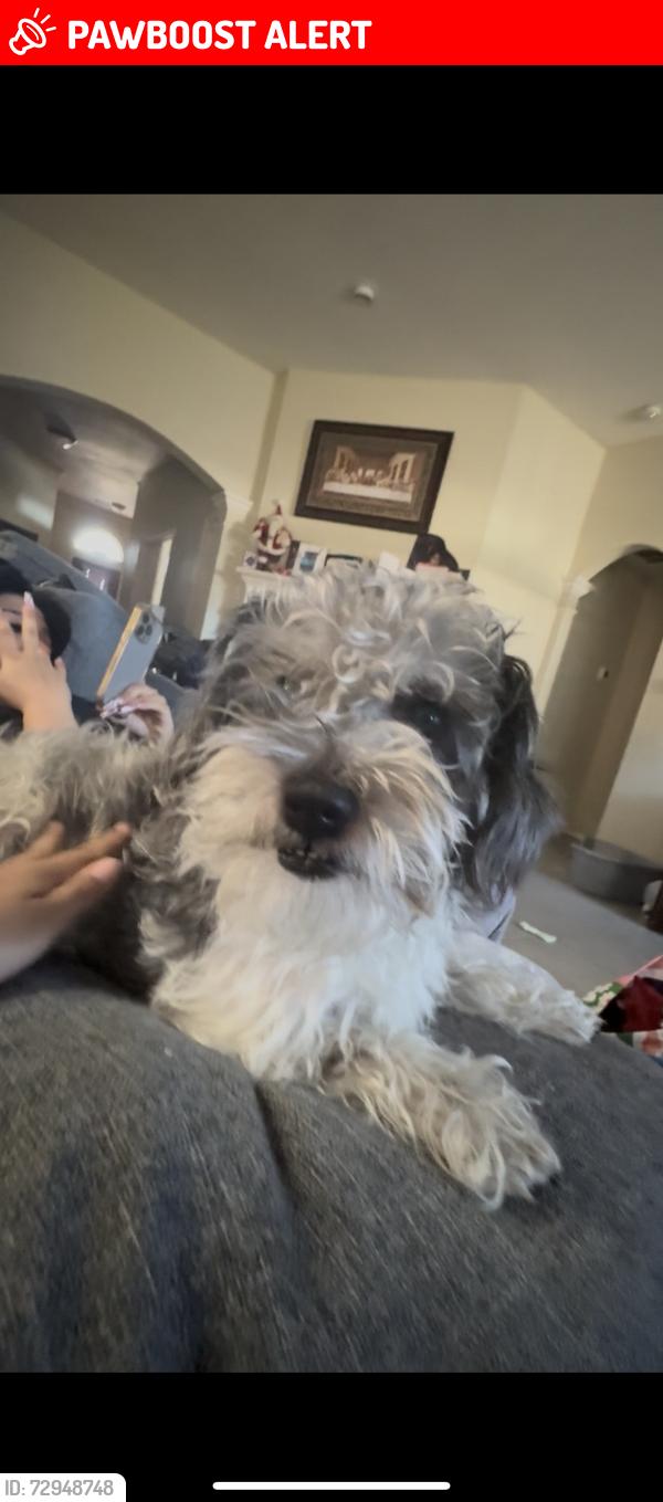 Lost Male Dog last seen Pinewood ridge , Montgomery County, TX 77386