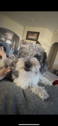 Lost Male Dog last seen Pinewood ridge , Montgomery County, TX 77386