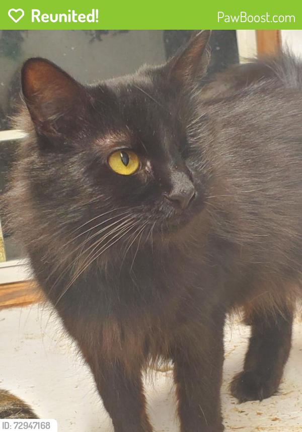 Reunited Female Cat last seen Near Sloan Road, Woodruff, Woodruff, SC 29388