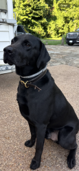 Lost Male Dog last seen Hill street, Greenlawn Drive, Oak Hill Circle, Castle Heights, Baddour Parkway, Lebanon, TN 37087