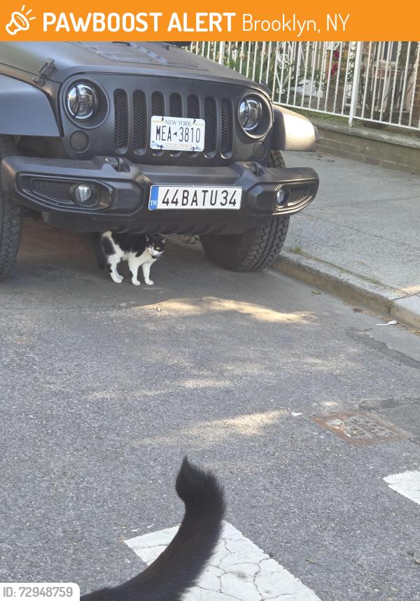 Found/Stray Unknown Cat last seen East 21st Street and Ave W, Brooklyn, NY 11229