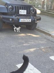 Found/Stray Unknown Cat last seen East 21st Street and Ave W, Brooklyn, NY 11229