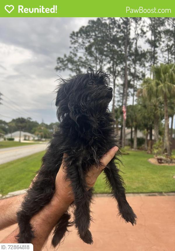 Reunited Female Dog last seen Burroughs Dr, Palm Coast, FL 32137