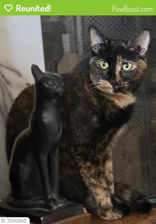 Reunited Female Cat last seen Near Brickton Xing, Buford GA  30518, Buford, GA 30518