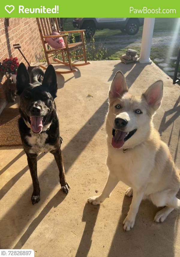 Reunited Male Dog last seen Near Wheeland rd little mountain , Little Mountain, SC 29075