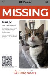 Lost Male Cat last seen Manchester road, Greater Manchester, England OL11
