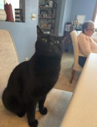 Lost Male Cat last seen Hiding under cars in West Edge Parking Lot, Colorado Springs, CO 80918