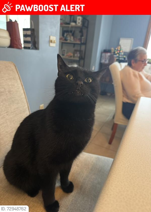 Lost Male Cat last seen Hiding under cars in West Edge Parking Lot, Colorado Springs, CO 80918