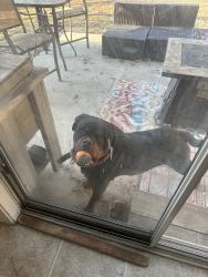 Reunited Male Dog last seen Near Lake Carolina Dr, Columbia, SC 29229, USA, Columbia, SC 29229
