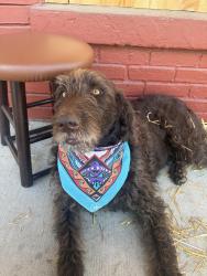 Lost Male Dog last seen Highway 96 and County Line Rd, Burns, TN 37029