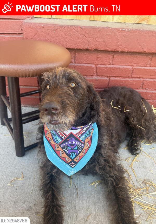 Lost Male Dog last seen Highway 96 and County Line Rd, Burns, TN 37029