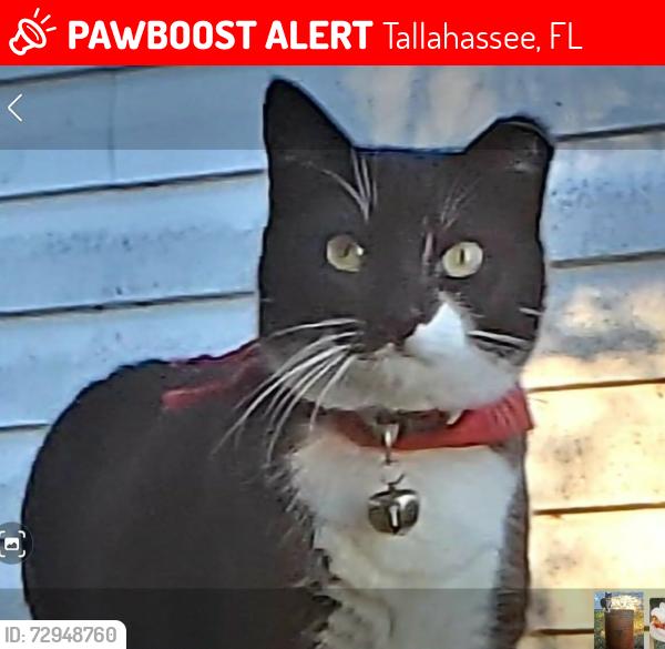Lost Female Cat last seen Monroe/Adams Streets in Piggly Wiggly shopping center, Tallahassee, FL 32301